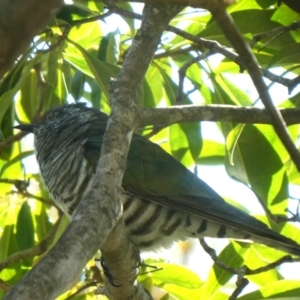 Chrysococcyx lucidus at Googong, NSW - 21 Sep 2018