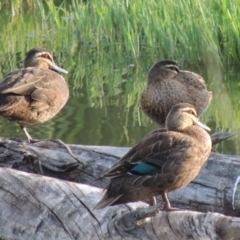 Anas superciliosa (Pacific Black Duck) at Fyshwick, ACT - 14 Jan 2015 by michaelb