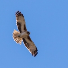 Hieraaetus morphnoides (Little Eagle) at Greenway, ACT - 20 Sep 2018 by ajc