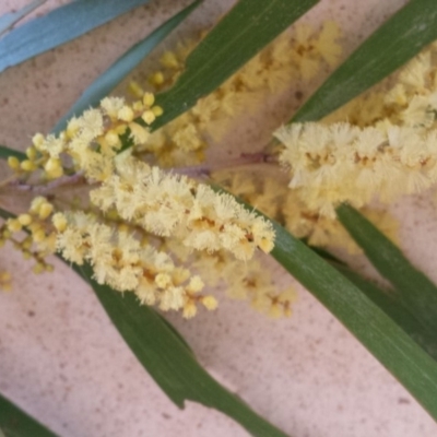 Acacia floribunda (White Sally Wattle, Gossamer Wattle) at Griffith, ACT - 21 Sep 2018 by ianandlibby1