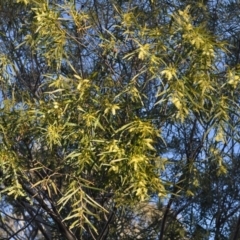 Acacia floribunda at Griffith, ACT - 21 Sep 2018