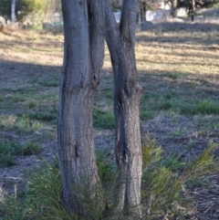 Acacia floribunda at Griffith, ACT - 21 Sep 2018