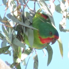 Lathamus discolor (Swift Parrot) at Parkes, ACT - 21 Sep 2018 by KumikoCallaway