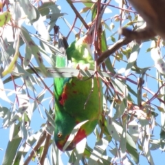 Lathamus discolor at Parkes, ACT - 21 Sep 2018