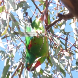 Lathamus discolor at Parkes, ACT - 21 Sep 2018