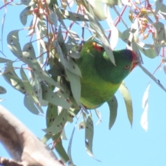 Lathamus discolor at Parkes, ACT - 21 Sep 2018