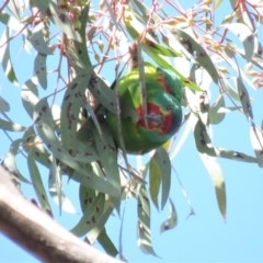 Lathamus discolor at Parkes, ACT - 21 Sep 2018