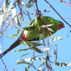 Lathamus discolor at Parkes, ACT - 21 Sep 2018