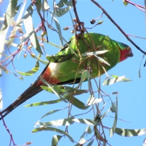 Lathamus discolor at Parkes, ACT - 21 Sep 2018