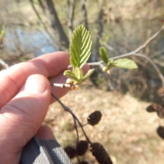 Alnus glutinosa at Curtin, ACT - 18 Sep 2018 02:40 PM