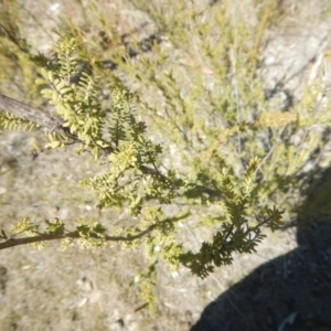 Micromyrtus ciliata at Paddys River, ACT - 21 Sep 2018