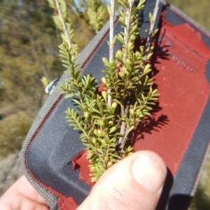 Micromyrtus ciliata at Paddys River, ACT - 21 Sep 2018
