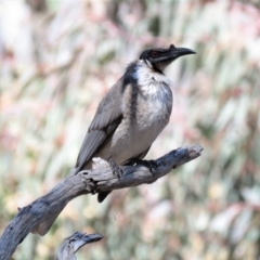 Philemon corniculatus (Noisy Friarbird) at Wanniassa Hill - 18 Sep 2018 by KumikoCallaway