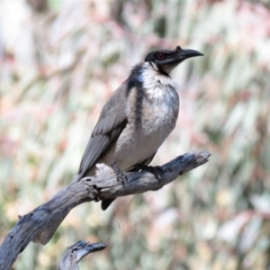 Philemon corniculatus at Wanniassa Hill - 18 Sep 2018 10:52 AM