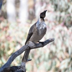 Philemon corniculatus at Wanniassa Hill - 18 Sep 2018 10:52 AM