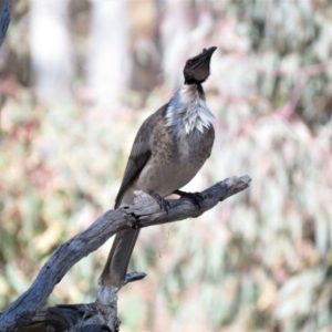 Philemon corniculatus at Wanniassa Hill - 18 Sep 2018 10:52 AM