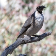 Philemon corniculatus at Wanniassa Hill - 18 Sep 2018 10:52 AM