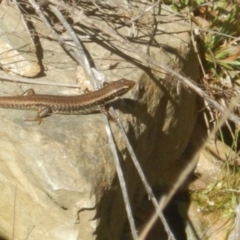 Eulamprus heatwolei (Yellow-bellied Water Skink) at Paddys River, ACT - 21 Sep 2018 by MichaelMulvaney