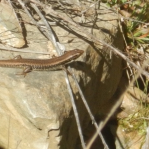 Eulamprus heatwolei at Paddys River, ACT - 21 Sep 2018