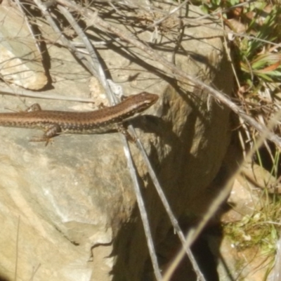 Eulamprus heatwolei (Yellow-bellied Water Skink) at Jedbinbilla - 21 Sep 2018 by MichaelMulvaney