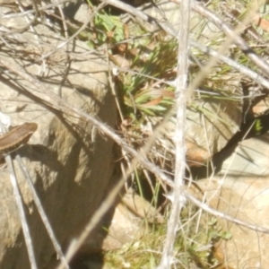 Eulamprus heatwolei at Paddys River, ACT - 21 Sep 2018