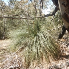 Xanthorrhoea glauca subsp. angustifolia (Grey Grass-tree) at Kambah, ACT - 21 Sep 2018 by MichaelMulvaney