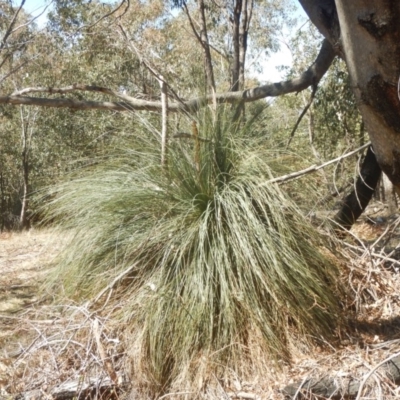 Xanthorrhoea glauca subsp. angustifolia (Grey Grass-tree) at Kambah, ACT - 21 Sep 2018 by MichaelMulvaney