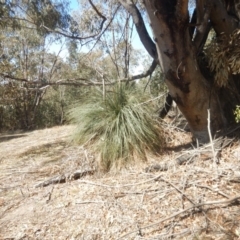 Xanthorrhoea glauca subsp. angustifolia at Kambah, ACT - 21 Sep 2018