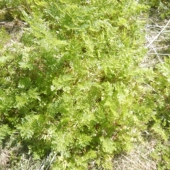 Conium maculatum (Hemlock) at Paddys River, ACT - 21 Sep 2018 by MichaelMulvaney