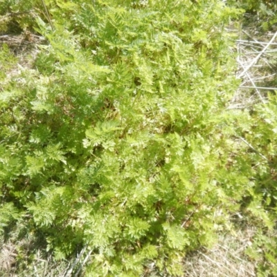 Conium maculatum (Hemlock) at Jedbinbilla - 21 Sep 2018 by MichaelMulvaney