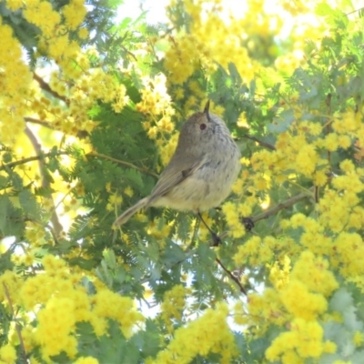 Acanthiza pusilla (Brown Thornbill) at Wanniassa Hill - 18 Sep 2018 by KumikoCallaway