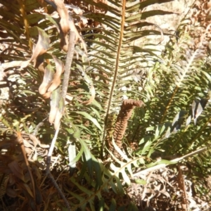 Blechnum nudum at Paddys River, ACT - 21 Sep 2018 03:00 PM