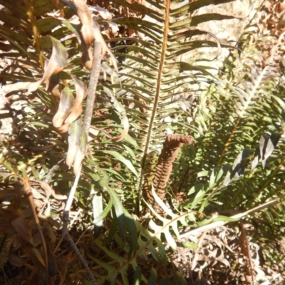 Blechnum nudum (Fishbone Water Fern) at Jedbinbilla - 21 Sep 2018 by MichaelMulvaney