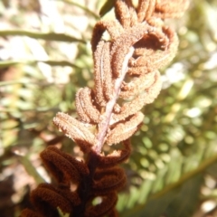 Blechnum nudum at Paddys River, ACT - 21 Sep 2018 03:00 PM