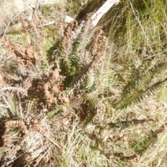 Blechnum nudum at Paddys River, ACT - 21 Sep 2018 03:00 PM