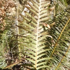 Blechnum nudum at Paddys River, ACT - 21 Sep 2018 03:00 PM