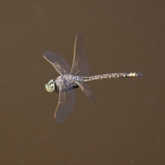 Anax papuensis (Australian Emperor) at Jerrabomberra Wetlands - 14 Sep 2018 by TimL