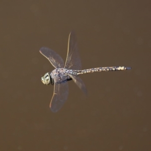 Anax papuensis at Fyshwick, ACT - 14 Sep 2018 01:00 PM