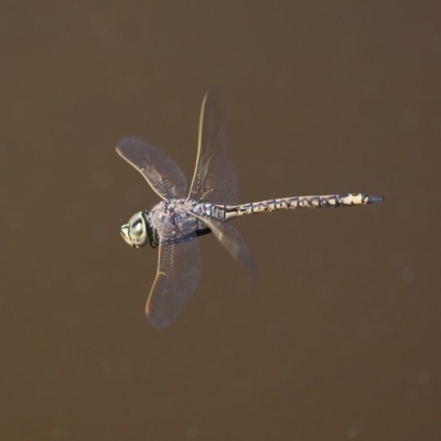 Anax papuensis (Australian Emperor) at Fyshwick, ACT - 14 Sep 2018 by TimL