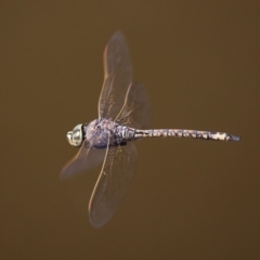 Anax papuensis at Fyshwick, ACT - 14 Sep 2018 01:00 PM