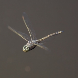 Anax papuensis at Fyshwick, ACT - 14 Sep 2018