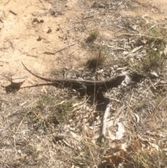 Pogona barbata (Eastern Bearded Dragon) at Hughes Grassy Woodland - 21 Sep 2018 by KL