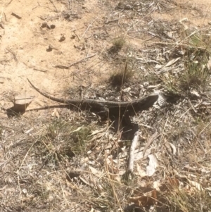 Pogona barbata at Deakin, ACT - 21 Sep 2018