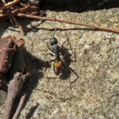 Camponotus aeneopilosus (A Golden-tailed sugar ant) at Acton, ACT - 21 Sep 2018 by RodDeb