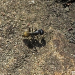 Camponotus aeneopilosus at Acton, ACT - 21 Sep 2018 01:47 PM