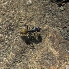 Camponotus aeneopilosus at Acton, ACT - 21 Sep 2018