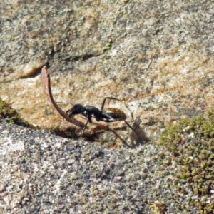 Camponotus aeneopilosus at Acton, ACT - 21 Sep 2018