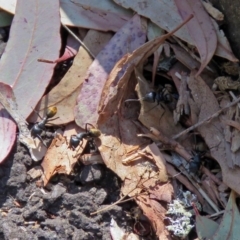 Camponotus aeneopilosus at Acton, ACT - 21 Sep 2018