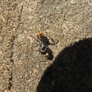 Camponotus aeneopilosus at Acton, ACT - 21 Sep 2018