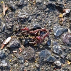 Iridomyrmex purpureus at Acton, ACT - 21 Sep 2018